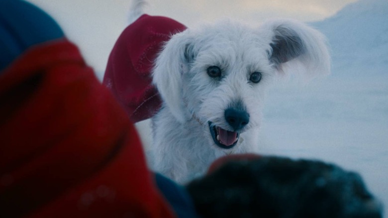 Krypto debout à côté de Kal-El à Superman (2025)