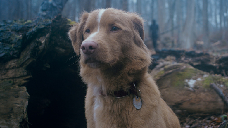 Indy assis dans les bois en bon garçon