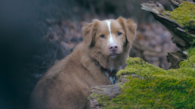 Indy le chien regardant par-dessus son épaule 