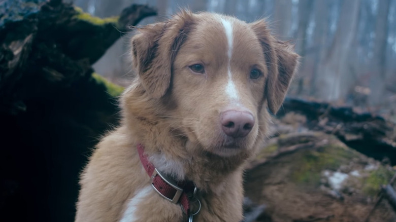 Indy le chien qui regarde