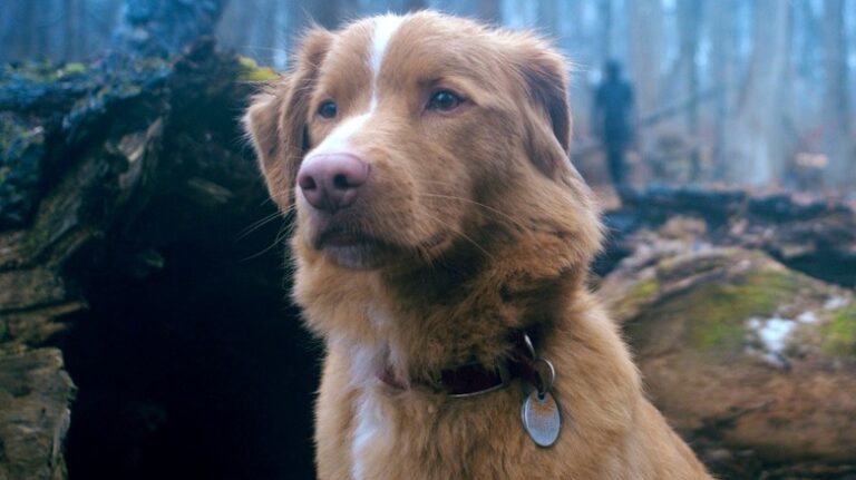 Une bonne fin de garçon a expliqué: le chien meurt-il?