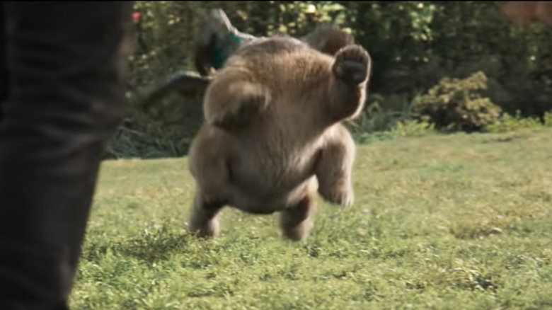 Morris le chien Shang-Chi