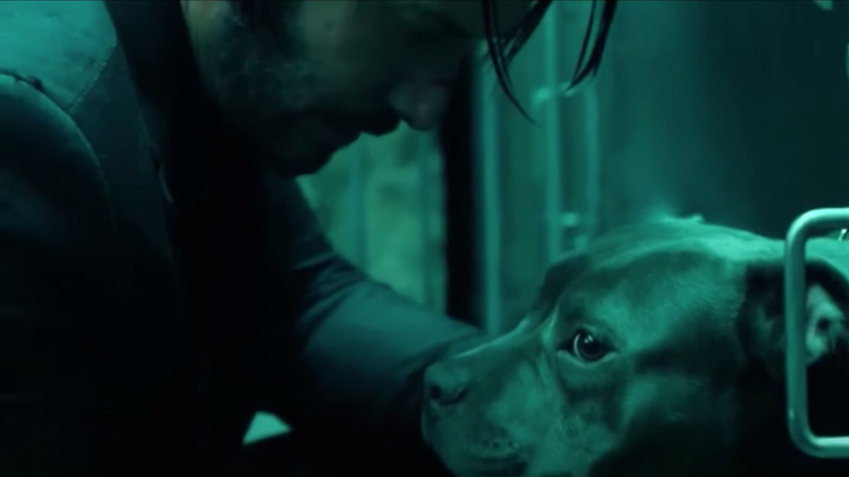 Le chien de sauvetage de John Wick
