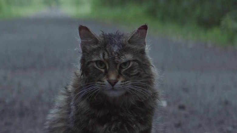 Un chaton mort-vivant qui lance un regard noir sur la route dans Pet Sematary (2019)