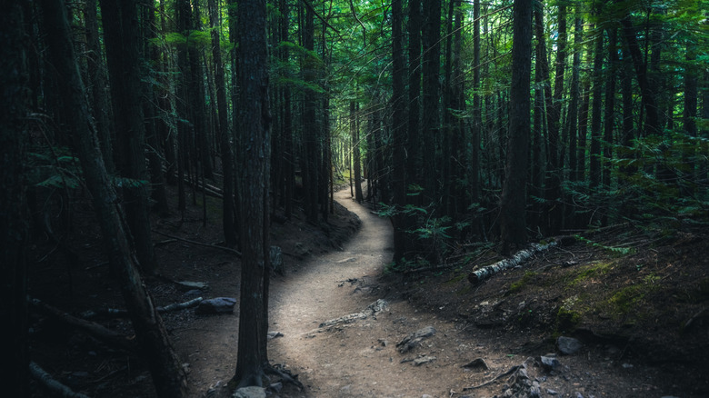 Un sentier forestier sinueux et effrayant