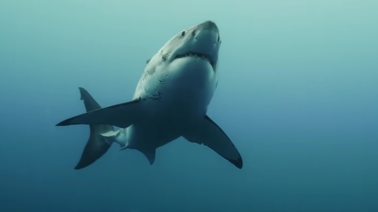 Un requin nage dans l'eau dans The Reef: Stalked