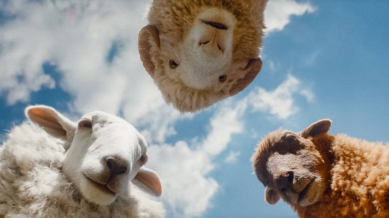 Lily, Mopple et Cloud regardent en bas dans The Sheep Detectives