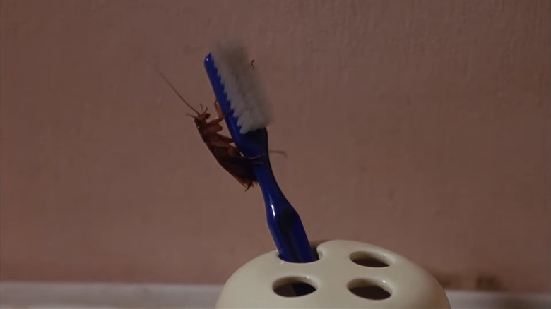 Cafard rampant sur une brosse à dents