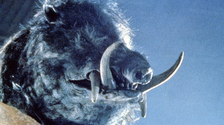 Sanglier grondant à Razorback
