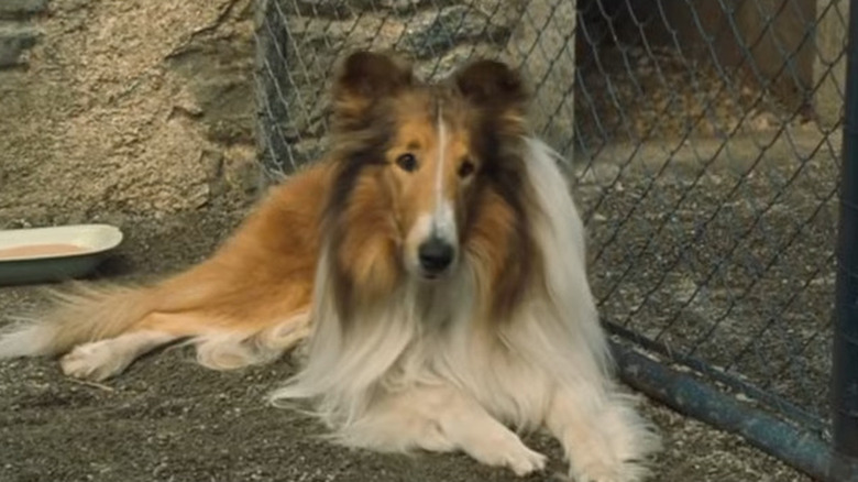 Lassie allongée sur le sol à Lassie