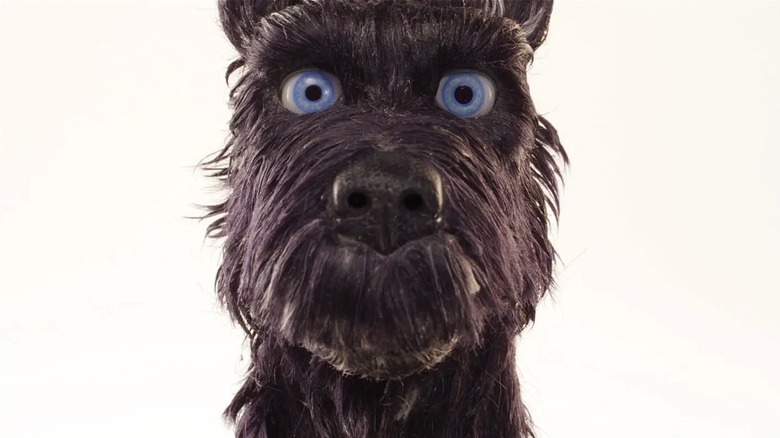 Le chef regarde vers l'avant sur l'Île aux Chiens